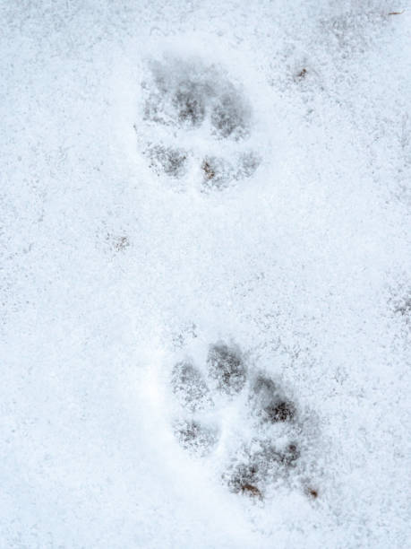 Coyote Tracks Stock Photos, Pictures & Royalty-Free Images - iStock