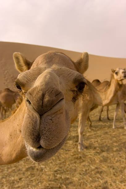 close-up wide-angle shot of  camel on a camelfarm stock photo