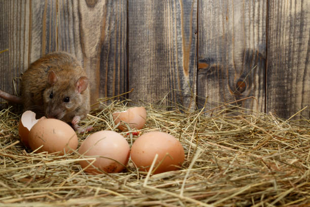 Close-up wild rat lurk near eggs in the poultry house. stock photo