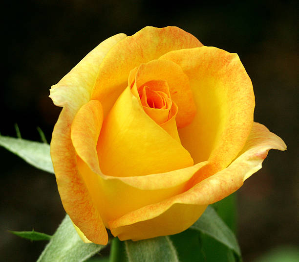 Close-up Yellow/Orange Rose stock photo