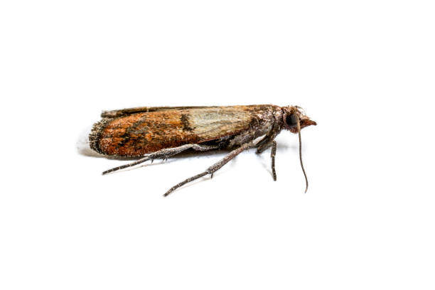 Cloth moth macro Brown cloth moth isolated on white background macro photography moth stock pictures, royalty-free photos & images