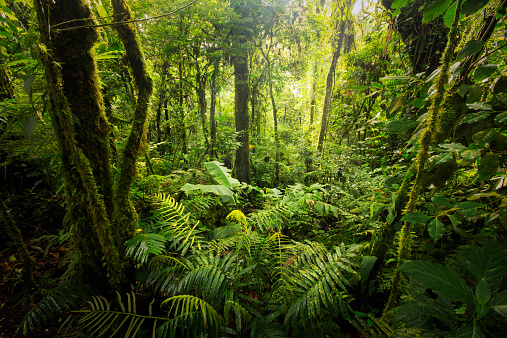 Beautiful, dense vegetation from the cloud forests from Costa Rica.