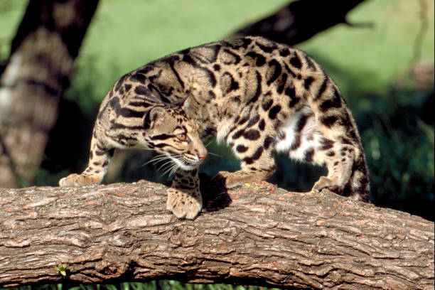 Clouded leopard stock photo