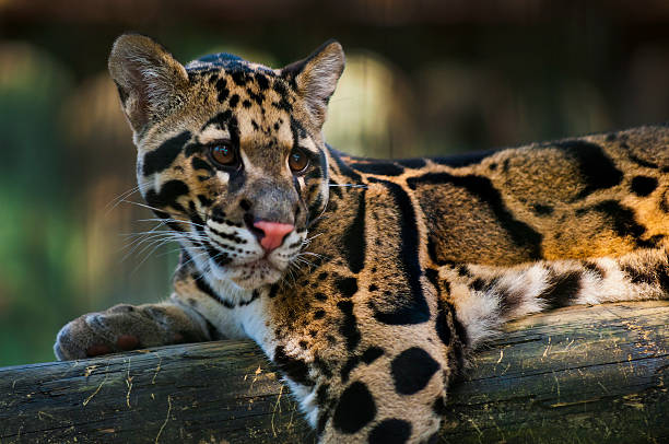 Clouded Leopard stock photo