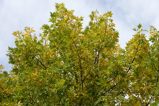 Cloudy sky and green yellow autumnal foliage of Fraxinus pennsylvanica  in October