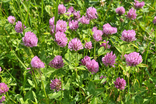 Clover (Trifolium pratense) grows in the meadow among wild grasses
