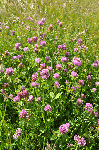 Clover (Trifolium pratense) grows in the meadow among wild grasses