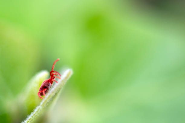 mite-on-leaf-picture