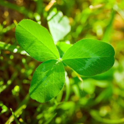 Cloverleaf Closeup Stock Photo Download Image Now iStock Cloverleaf Closeup Stock Photo Download Image Now iStock