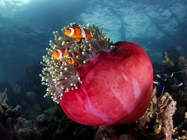 Clown Fish Family on Their Little Red Sea Anemone home stock photo