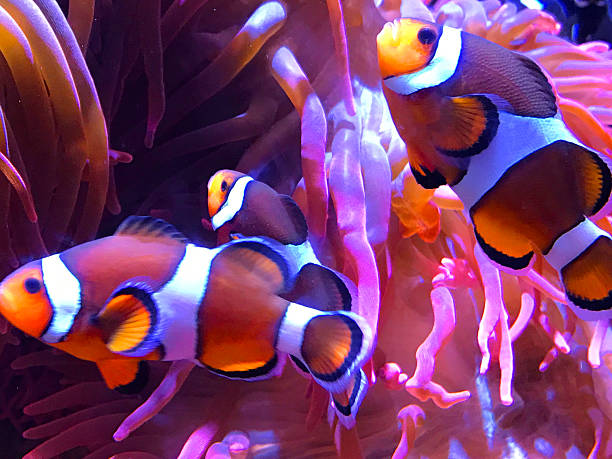 photo of clown fish in reef