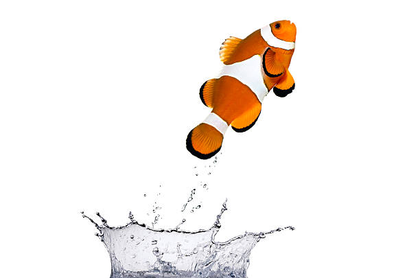 clown fish jumping isolated on white background clown fish stock pictures, royalty-free photos & images