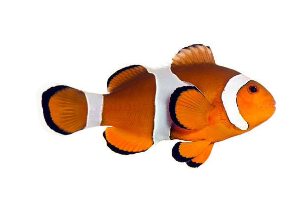 clown fish isolated on white clown fish stock pictures, royalty-free photos & images