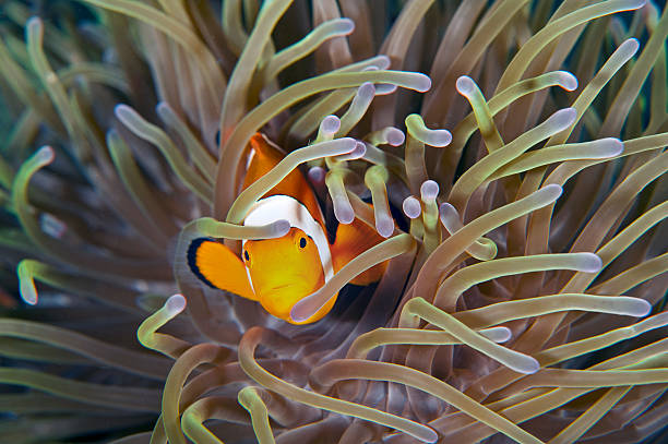 Clown fish underwater in anemone stock photo