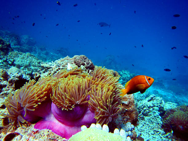 clown fish with anemone - great barrier reef stok fotoğraflar ve resimler