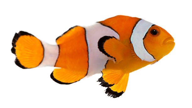 Clownfish, Amphiprion ocellaris, in front of white background Clownfish, Amphiprion ocellaris, in front of white background anemonefish stock pictures, royalty-free photos & images
