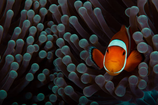Clownfish anemonefish in tropical saltwater coral garden Amphiprion percula Clownfish anemonefish in tropical saltwater coral garden Amphiprion percula Indonesia clown fish stock pictures, royalty-free photos & images