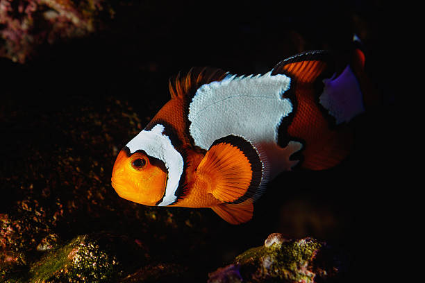 Clownfish Cruising the Reef at Night stock photo