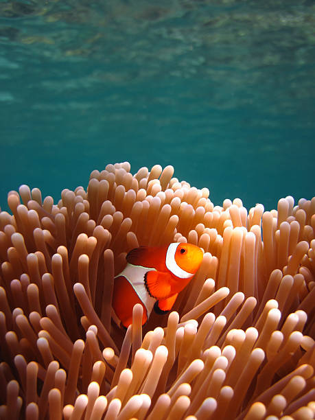Clownfish in Coral garden - Snorkeling Asian tropical pristine water stock photo