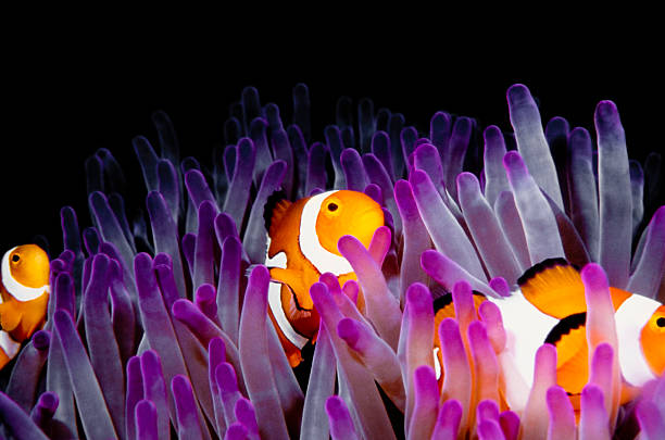 clownfish (Amphiprion Ocellaris) clown fish,anemone fish in a pink anemone. clown fish stock pictures, royalty-free photos & images