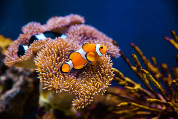 Clownfish with anemone coral Clownfish with anemone coral clown fish stock pictures, royalty-free photos & images