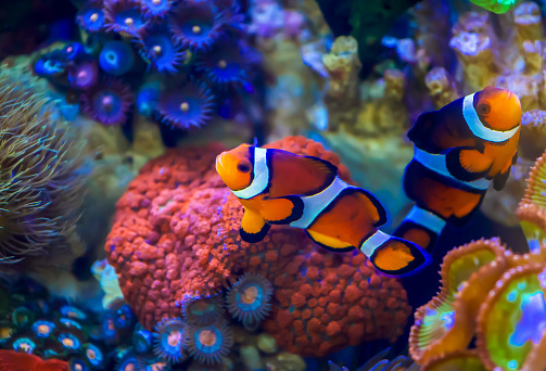 Best 500+ Clown Fish Pictures | Download Free Images on Unsplash
