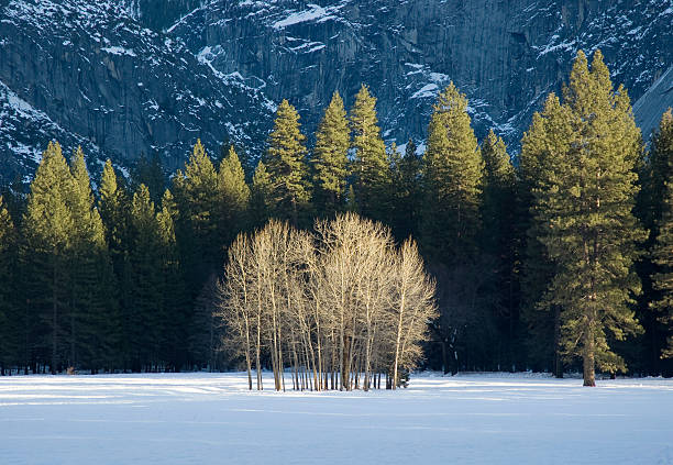 Cluster of Bare Trees - Winter in Yosemite Valley stock photo