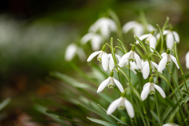 Cluster of beautiful fragile wild snowdrops, with blurred background, and space for copy. Cluster of beautiful fragile wild snowdrops, with blurred green background, and space for copy. snowdrop stock pictures, royalty-free photos & images