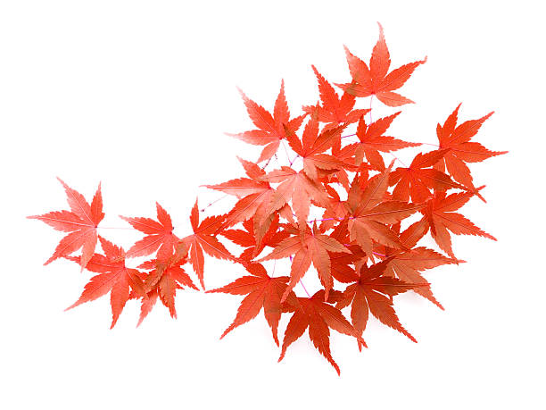 Cluster of beautiful Japanese maple acer isolated on white Autumn red leaves isolated on white background.Japanese maple 'Iroha-momiji'（Ace palmatum）. japanese maple stock pictures, royalty-free photos & images