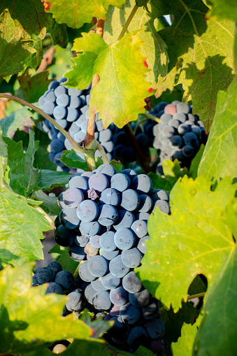 Grape, vine, harvest, table wine, grape on the vine before harvest. Community of Valencia. Spain.
