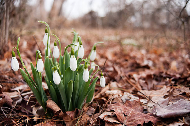 cluster of unopened galanthus flowers stock photo