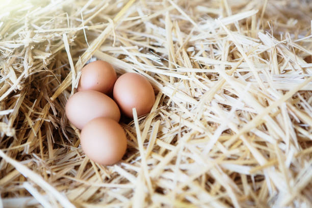 Clutch of freshly laid eggs in a nest of straw on a farm stock photo