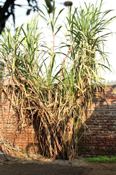Coarse sweet sugarcane plant for Chhath Puja Coarse sweet sugarcane plant for Chhath Puja chhath stock pictures, royalty-free photos & images