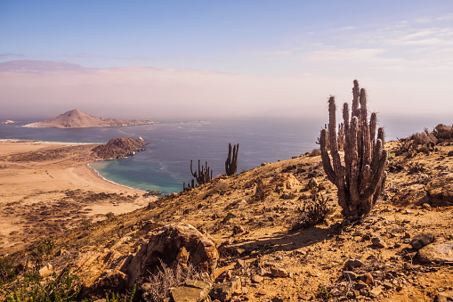 Coast of Pan de Azucar National Park in Chile. Atacama desert coast and cactus. desert landscape