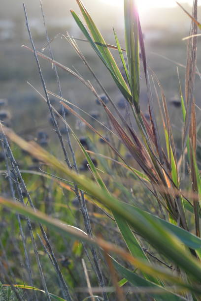 Coastal Grasses in Morning Light Palos Verdes Area steven harrie stock pictures, royalty-free photos & images