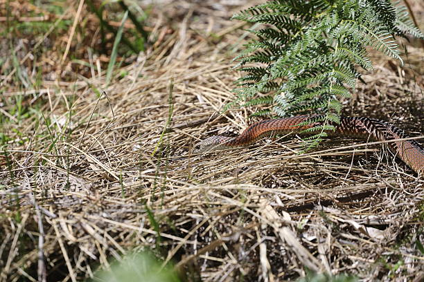 coastal king brown snake - snake island stok fotoğraflar ve resimler