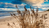 istock Coastal landscape with dry reeds, shore of the Baltic Sea 1345936794