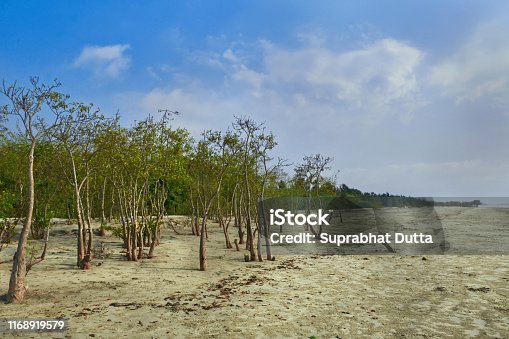 istock Coastal plantation on sea beach at Henry Island, near Bakkhali ... a fishing village and tourist destination in West Bengal 1168919579