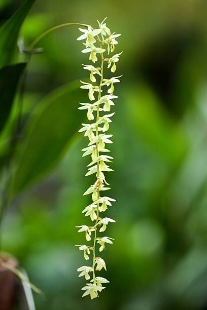 Cobb's Dendrochilum Orchid stock photo
