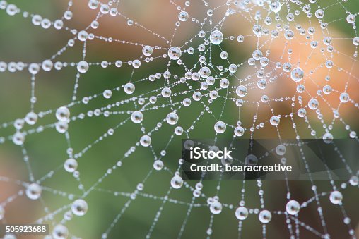 istock Cobweb covered in dew during heavy fog 505923688