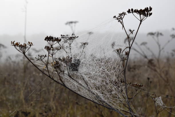 Cobweb on plant in field stock photo