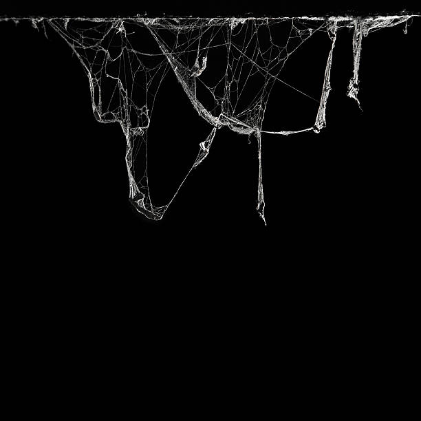 cobweb spider web in ancient thai house isolated on black Horror Abstract Spider web trap and die concept dead plant photos stock pictures, royalty-free photos & images