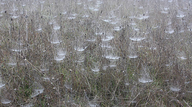 Cobwebs in Dewy Grass stock photo