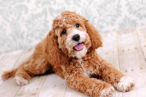 Cockapoo Dog Laying Cockapoo Dog Laying on floor cockapoo stock pictures, royalty-free photos & images
