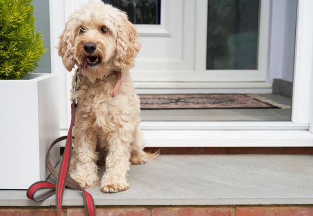 Cockapoo dog sitting in door porch waiting to be taken for walk Cockapoo dog sitting in door porch waiting to be taken for walk cockapoo stock pictures, royalty-free photos & images