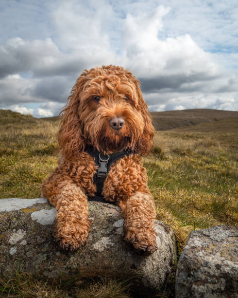 Cockapoo lying on a rock A young cockapoo dog lying attentive on a rock in the Campsie Fells with a cloudy sky cockapoo stock pictures, royalty-free photos & images