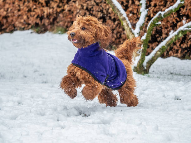 Cockapoo playing in the snow stock photo