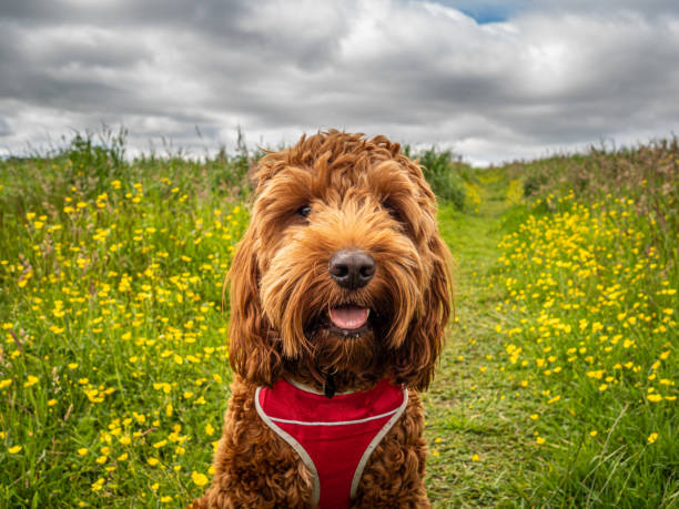 Cockapoo puppy in a field Cuillin the cockapoo sitting on a path in a field of wild flowers during his lunchtime walk cockapoo stock pictures, royalty-free photos & images