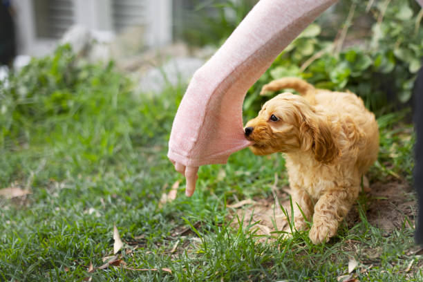 Cockapoo puppy playing Cockapoo or Spoodle puppy playing and biting cockapoo stock pictures, royalty-free photos & images
