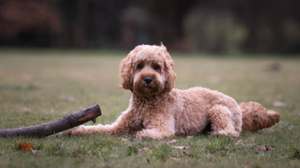 Cockapoo puppy playing with a stick in a field happy puppy playing with a stick cockapoo stock pictures, royalty-free photos & images